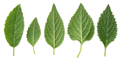 Green leaf collection with sesame texture showing natural veins and fresh organic details in various sizes and shapes for botanical design png