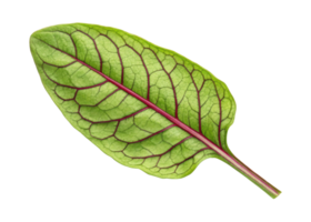 Sorrel leaf with vibrant green color and distinct red veins close up isolated on transparency background showing natural texture and fresh detail png