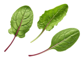 Sorrel leaf with fresh green texture and visible veins showing natural sorrel leaf beauty in bright and healthy appearance png