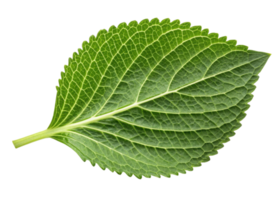 Fresh green leaf with detailed veins and serrated edges resembling sesame leaf pattern in vibrant natural color png