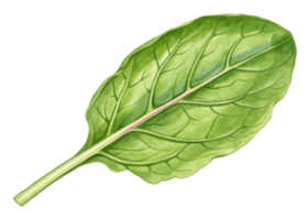 Fresh sorrel leaf with vibrant green color and detailed veins, showcasing natural texture and healthy appearance in close up view png