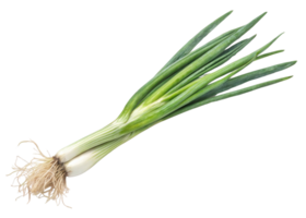 Fresh spring onion with green leaves and white bulb isolated on transparency background perfect for cooking and healthy food ingredient png