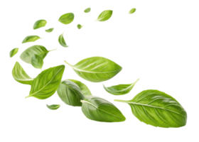 Fresh sweet basil leaf floating in air with vibrant green color and natural texture creating lively and refreshing atmosphere in image png