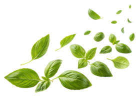 Sweet fresh basil leaf flying in air with vibrant green color and natural texture creating lively and fresh atmosphere in image png