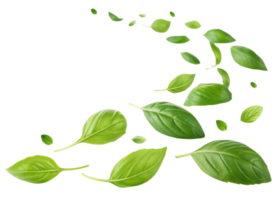 Sweet fresh basil leaf floating in air with vibrant green color and natural texture creating lively and refreshing atmosphere png