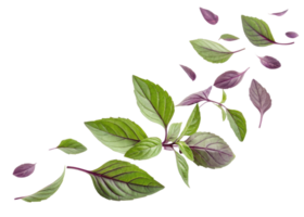 Fresh thai basil leaf with green and purple colors floating isolated on transparent background for healthy food and herb concept png