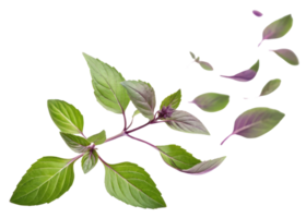 Thai basil leaf with fresh green and purple colors floating gently in air creating natural and vibrant scene png