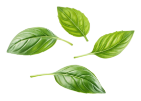 Sweet fresh basil leaf isolated on transparency background with natural texture and vibrant green color for cooking and decoration png