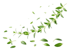 Fresh thyme leaf and sprig with scattered leaves creating natural and lively herbal scene full of green freshness and vitality png