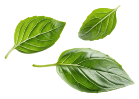 Sweet fresh basil leaf close up with vibrant green color and natural texture isolated on transparency background for culinary use png