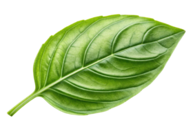 Sweet basil leaf with fresh green texture and natural veins closeup isolated on transparency background png