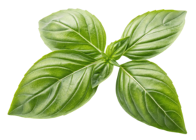 Sweet fresh basil leaf with vibrant green color and smooth texture, perfect for adding flavor and aroma to various dishes and recipes png