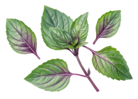 Thai basil leaf fresh green herb with purple veins and stems isolated on transparency background for cooking and decoration png