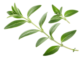 Fresh thyme leaf sprigs with vibrant green leaves showing natural texture and detail perfect for culinary and herbal use png