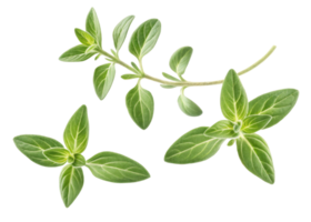 Fresh thyme leaf with green herb leaf isolated on transparency background for cooking and seasoning png