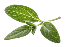 Fresh thyme leaf with detailed veins and soft texture isolated on transparency background showing natural green herb png
