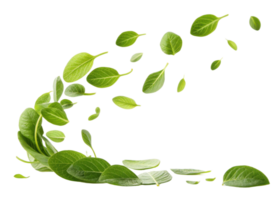 Fresh green wasabi leaf swirling in air with natural texture and vibrant color creating lively and refreshing atmosphere in image png