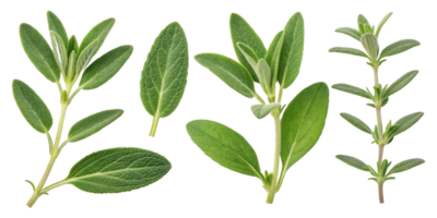 Fresh thyme and leaf herbs with green natural texture isolated on transparency background for healthy cooking and seasoning png