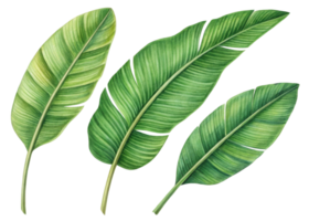 Tropical banana leaf illustration with vibrant green colors showing natural texture and detail in beautiful botanical design png