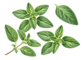 Fresh thyme leaf with green herb leaves isolated on transparency background showing natural texture and detail png