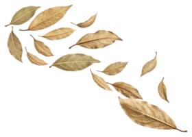 Dry bay leaf collection with natural texture and color isolated on transparency background showing detailed veins and edges png