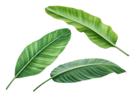 Tropical banana leaf set with vibrant green colors and natural texture perfect for design and decoration projects with fresh tropical vibe png