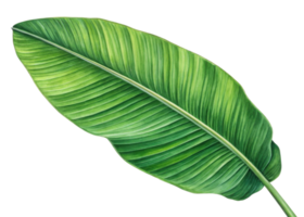 Tropical banana leaf with vibrant green color and detailed texture isolated on transparency background showing natural beauty and freshness png