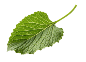 Wasabi leaf with detailed veins and fresh green texture isolated transparency background showing natural beauty and vibrant color close up view png