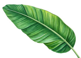 Tropical banana leaf with vibrant green color and detailed texture creating fresh and natural atmosphere perfect for design and decoration png
