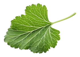 Fresh green leaf with visible veins and stem wasabi plant detail isolated on transparency background natural texture and vibrant color png