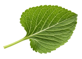 Fresh green wasabi leaf with detailed veins and serrated edges isolated on transparency background showing natural texture and vibrant color png