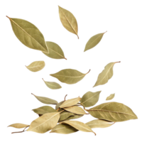 Dry bay leaf leaves isolated on transparency background with natural texture and color png