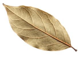 Dry bay leaf isolated on transparency background with detailed texture and veins visible in leaf structure creating natural and rustic look png
