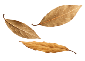 Dry bay leaf collection isolated on transparency background with natural texture and warm brown color creating calm and rustic feeling png