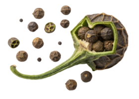 Black peppercorn cutout with seeds spilling out isolated on transparency background showing natural texture and detail png