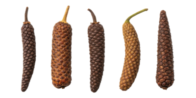 Dried peppercorn cutout isolated on transparency background showing natural texture and shape of long pepper spice in various brown shades png