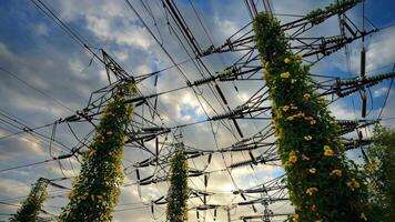 Power lines and metal pylons covered with green climbing plants and yellow flowers against a dramatic cloudy sky symbolizing harmony between nature and technology for energy, ecology and video