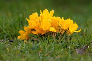yellow crocus flowers in the grass photo