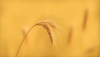 A close up of a wheat field with a blurred background photo