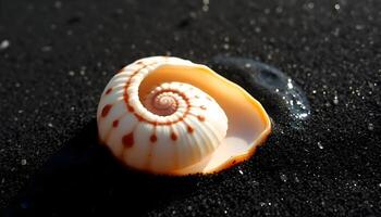 A shell on the beach with water droplets photo