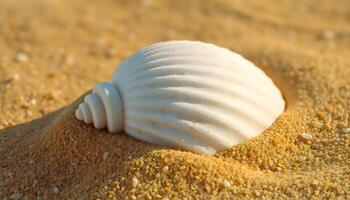 A shell on the sand with a sun in the background photo