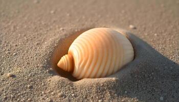 A shell is sitting in the sand on a beach photo