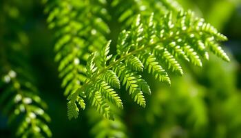 A fern leaf is shown in the sunlight photo