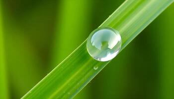 A drop of water sits on the end of a blade of grass photo