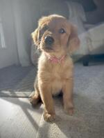 A puppy sitting on the floor in front of a window photo
