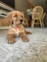Golden Retriever Puppy Lounging on Carpet at Home photo