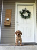 Golden Retriever Puppy on Porch photo