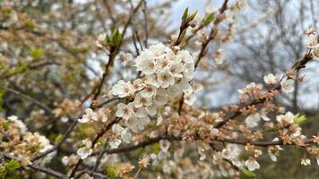 Spring cherry blossom branch with new buds and soft sky background photo