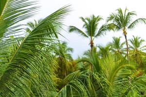 Lush tropical palm trees swaying in the breeze at a serene coastal location during a cloudy afternoon photo
