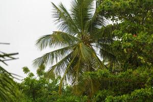 Lush tropical greenery featuring a tall palm tree and vibrant foliage in a coastal setting during a cloudy day photo